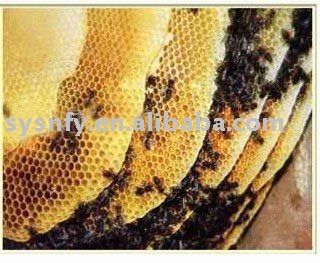 Honey Jars