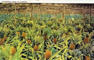 Pineapple