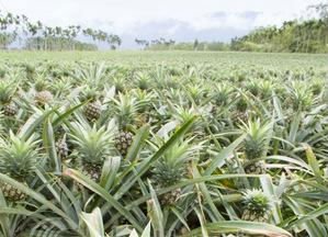 Guava fruits,Cameroon price supplier - 21food