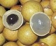 Longan Honey