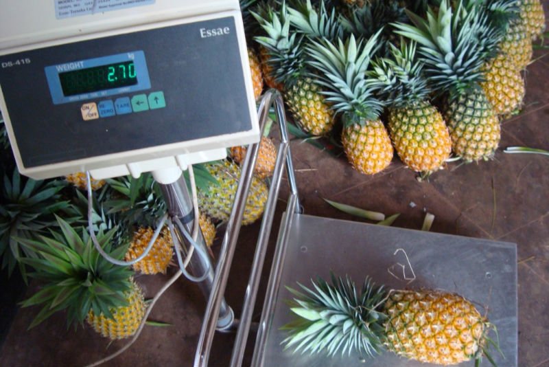 pineapples