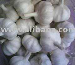 Fresh GARLIC