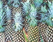 Fresh Pineapples