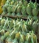 Fresh Pineaple