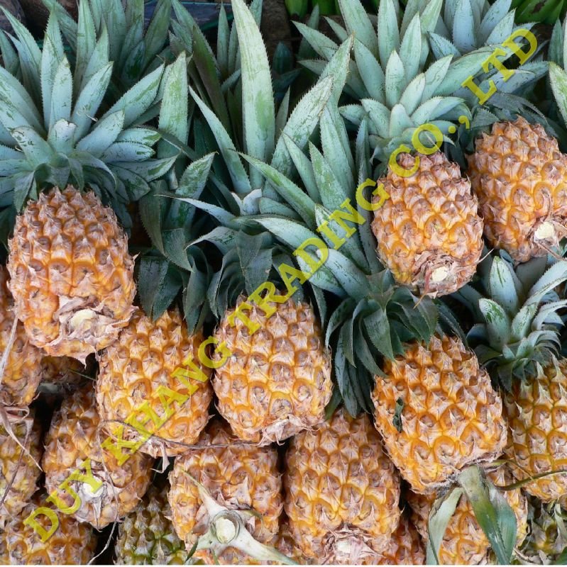 FRESH PINEAPPLE