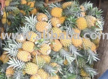 Fresh Pineapple Fruit WHOLESALE !