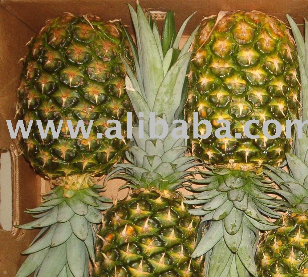  Pineapple 