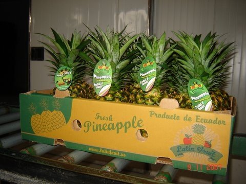 Pineapple, Md2