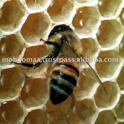  Live   Bees 