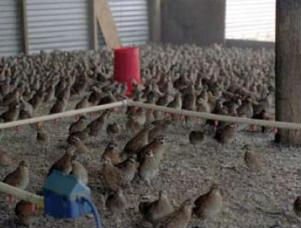  Quail   Meat 