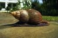 Giant African  land  snail for sale