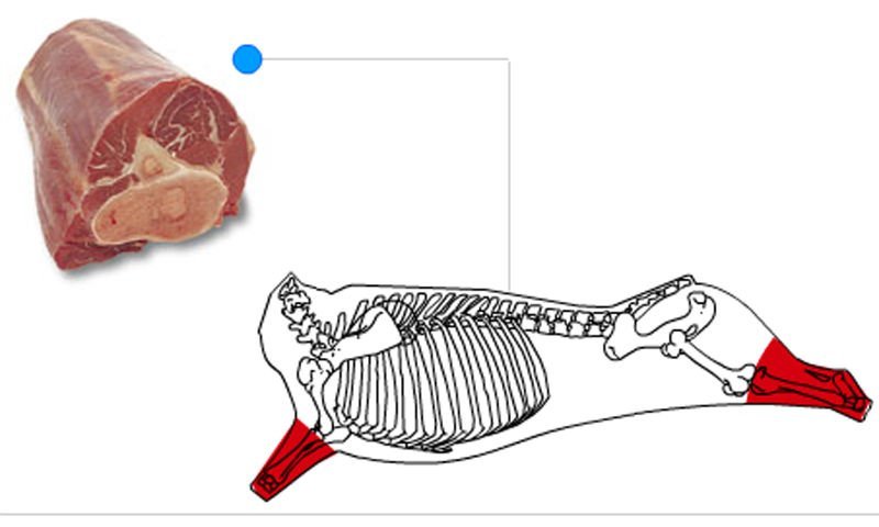 SHANK - SHIN