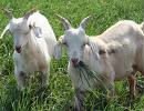 cows and  goat s now ready for supply