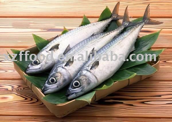 Mackerel