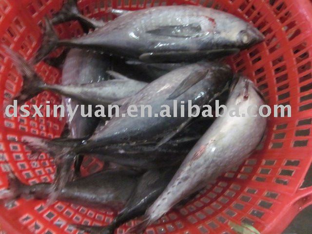 Whole Round Blackfin Tuna, seafood
