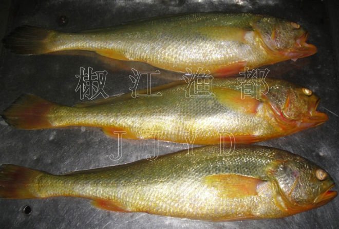 yellow croaker