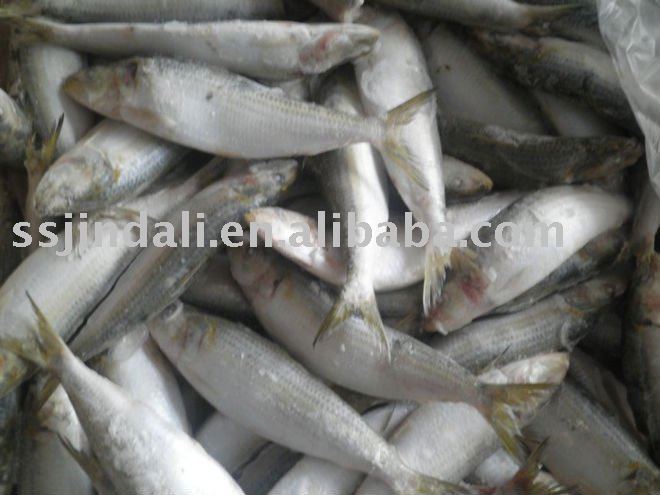 Bait sardine