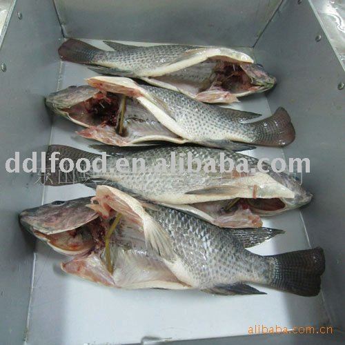 frozen  GS   tilapia 