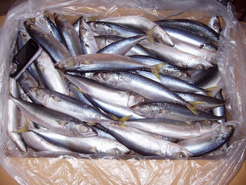  Frozen   mackerel  on  board 