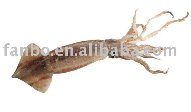  Frozen   Whole   Squid 