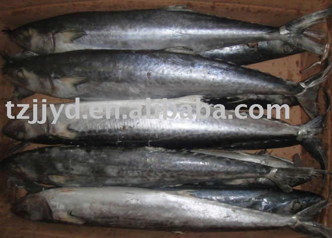 Frozen spanish mackerel