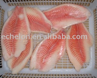 tilapia