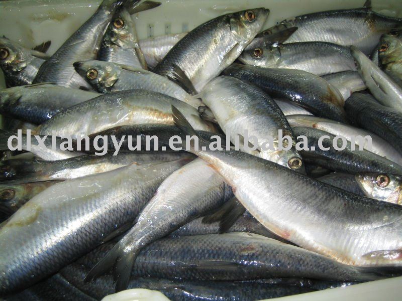 Frozen herring whole round