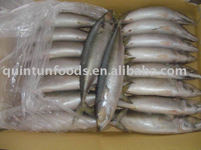 Pacific Mackerel(Trawling)