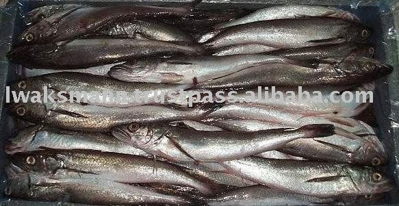 Hake