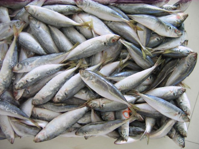 frozen   scad   fish 