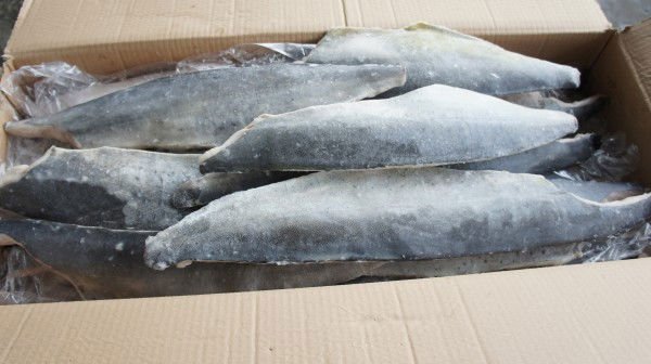 mahi-mahi fillet