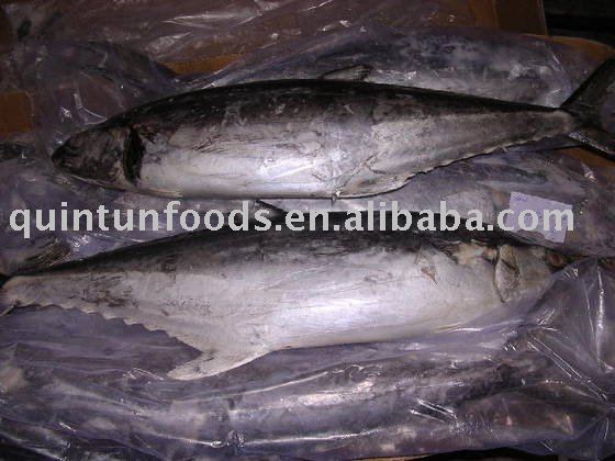 Good quality Frozen fish Frozen Tuna