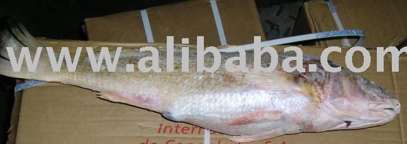 Yellow Croaker