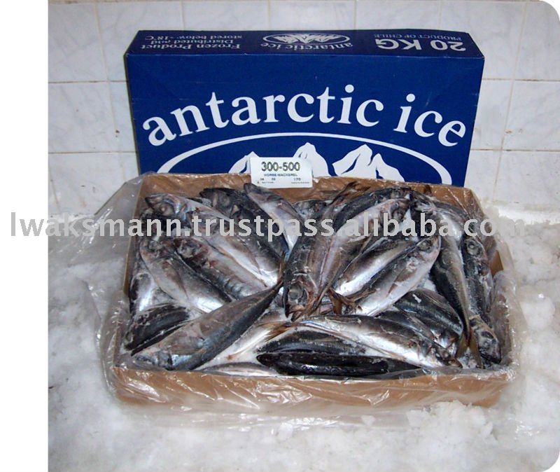 Jack Mackerel