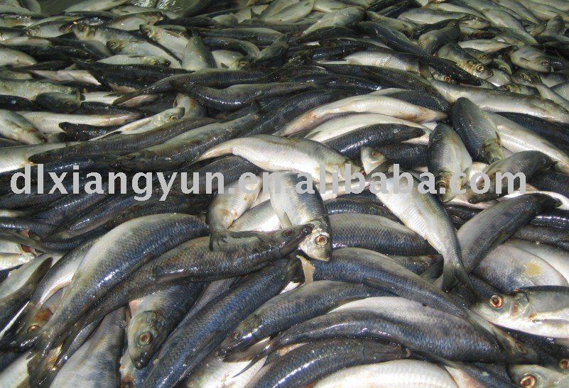  Herring  ( frozen   herring  fish whole round)