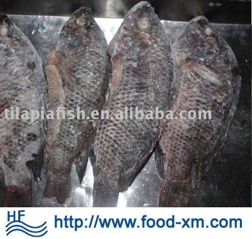 low  price  black frozen  tilapia  whole round