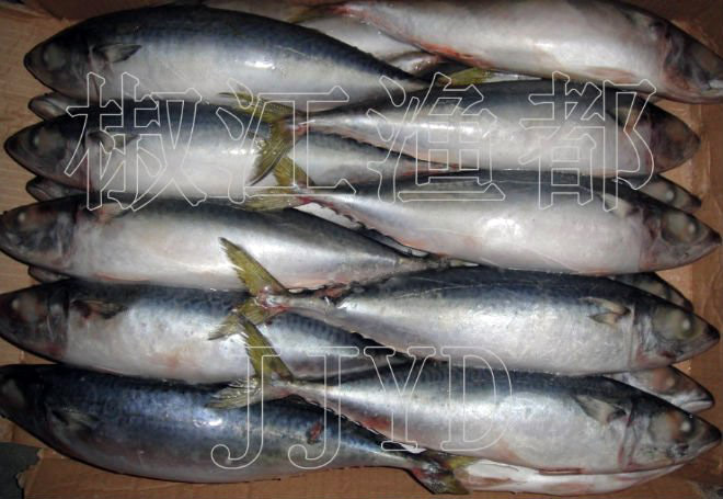 Frozen Mackerel