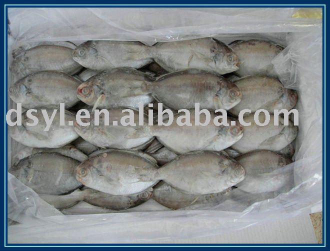  frozen   butterfish 