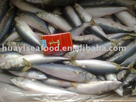IQF frozen fish(pacific mackerel)