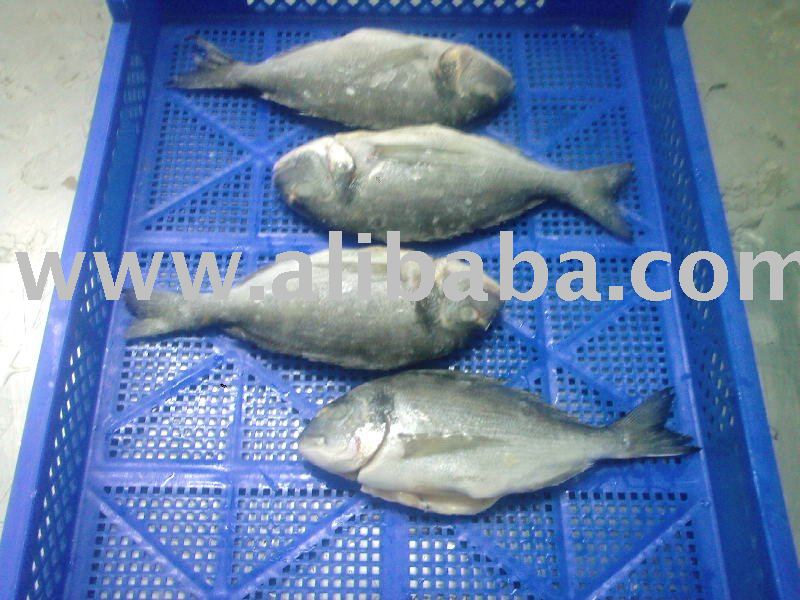 Sea Bream Frozen Gutted   Descaled