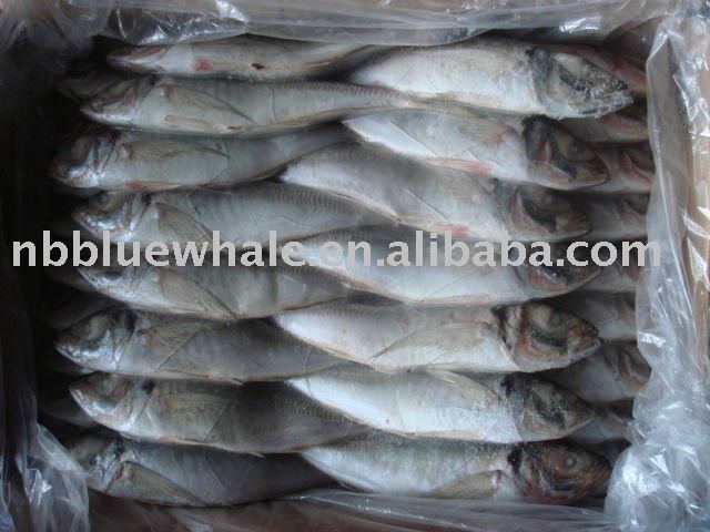  New  arrival horse mackerel
