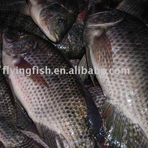  Tilapia   W / R 