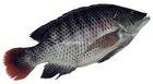 Whole Round Tilapia