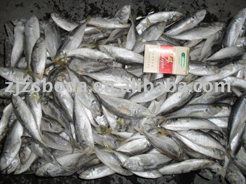 Horse Mackerel Whole Round