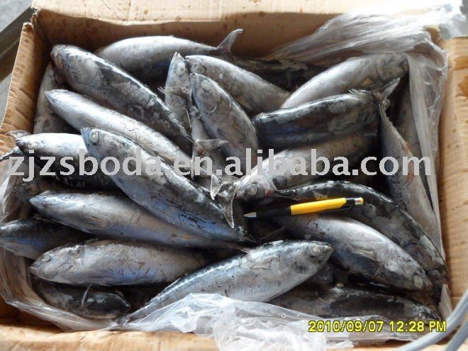  Whole   Bonito  Fish