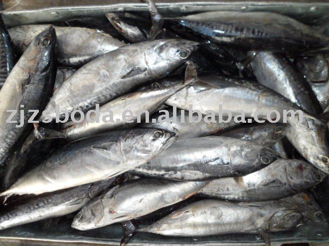 Frozen Whole Bonito 200-300G