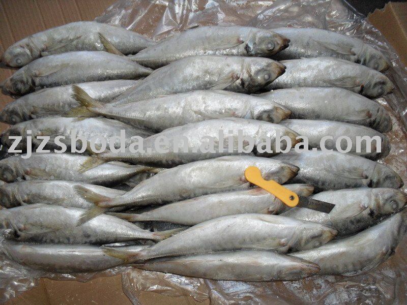 Frozen Horse Mackerel Whole Round