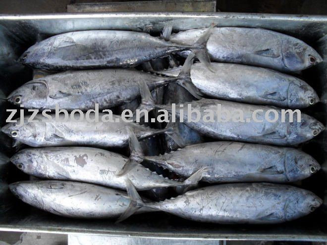 Frozen Whole Round Bonito
