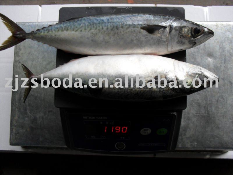 Pacific Mackerel Whole Round