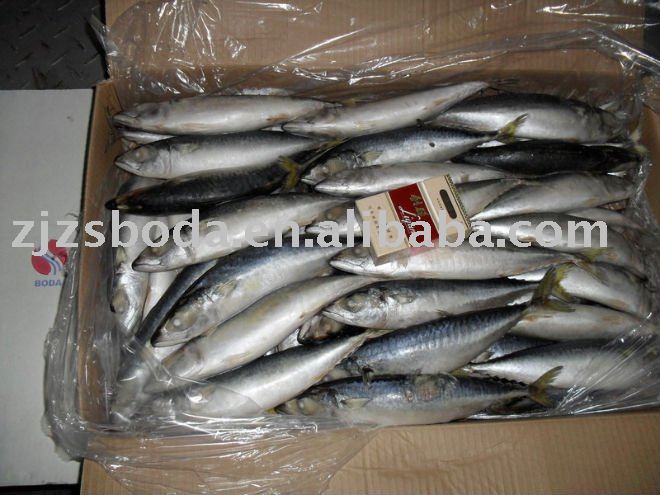  Frozen   Whole   Mackerel  100-150g